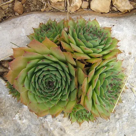 Marina 公寓 特罗吉尔